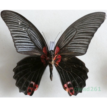 Papilio rumanzovia Eschscholtz, 1821 reverse Philippines 113mm53